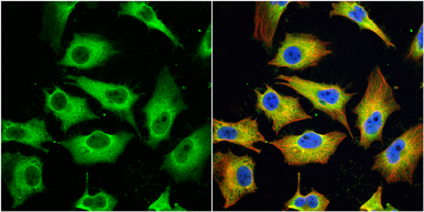 Anti-MX1 antibody [N2C2], Internal used in Immunocytochemistry/ Immunofluorescence (ICC/IF). GTX110256