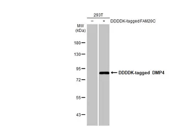 Anti-DMP4 antibody used in Western Blot (WB). GTX110258