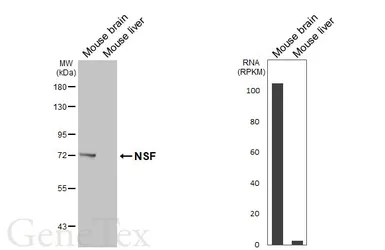 Anti-NSF antibody used in Western Blot (WB). GTX110275