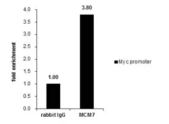 Anti-MCM7 antibody [N2C2], Internal used in ChIP assay (ChIP assay). GTX110278