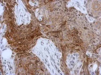 Anti-Cytokeratin 13 antibody used in IHC (Paraffin sections) (IHC-P). GTX110308