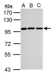 Anti-EZH2 antibody used in Western Blot (WB). GTX110384