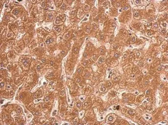 Anti-TFR2 antibody [N3C2], Internal used in IHC (Paraffin sections) (IHC-P). GTX110441