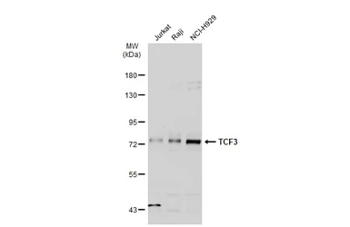 Anti-TCF3 / E2A antibody used in Western Blot (WB). GTX110458