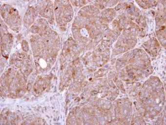 Anti-SENP8 antibody [N1N2], N-term used in IHC (Paraffin sections) (IHC-P). GTX110478