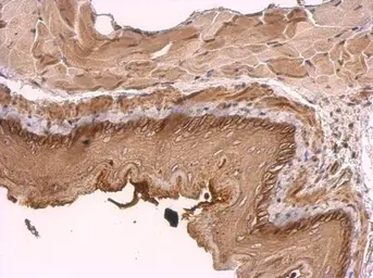 Anti-KIDINS220 antibody [C3], C-term used in IHC (Paraffin sections) (IHC-P). GTX110503