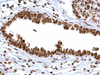 Anti-APE1 antibody used in IHC (Paraffin sections) (IHC-P). GTX110558