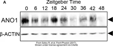 Anti-beta Actin antibody used in Western Blot (WB). GTX110564