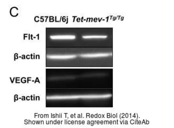 Anti-beta Actin antibody used in Western Blot (WB). GTX110564