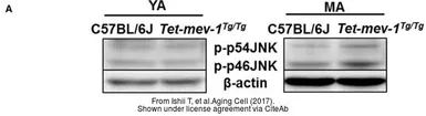 Anti-beta Actin antibody used in Western Blot (WB). GTX110564