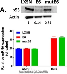 Anti-beta Actin antibody used in Western Blot (WB). GTX110564