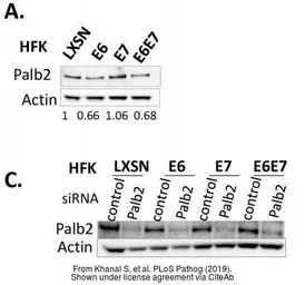 Anti-beta Actin antibody used in Western Blot (WB). GTX110564