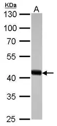 Anti-beta Actin antibody used in Western Blot (WB). GTX110564