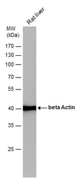 Anti-beta Actin antibody used in Western Blot (WB). GTX110564
