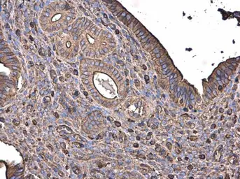Anti-beta Actin antibody used in IHC (Paraffin sections) (IHC-P). GTX110564