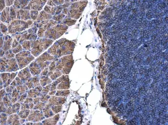 Anti-beta Actin antibody used in IHC (Paraffin sections) (IHC-P). GTX110564