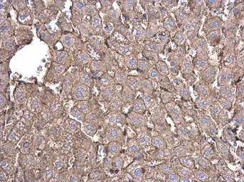 Anti-beta Actin antibody used in IHC (Paraffin sections) (IHC-P). GTX110564