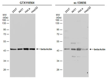 Anti-beta Actin antibody used in Western Blot (WB). GTX110564