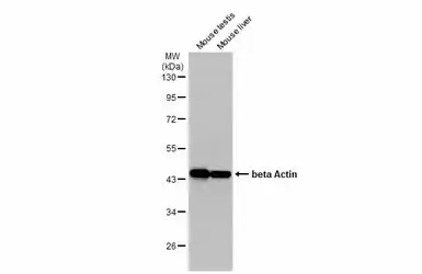 Anti-beta Actin antibody used in Western Blot (WB). GTX110564