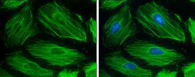 Anti-beta Actin antibody used in Immunocytochemistry/ Immunofluorescence (ICC/IF). GTX110564