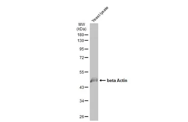 Anti-beta Actin antibody used in Western Blot (WB). GTX110564