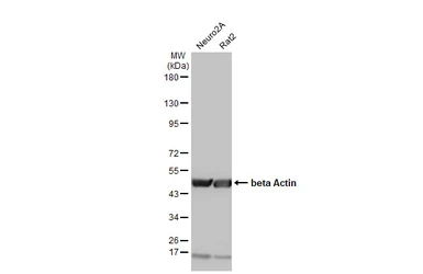 Anti-beta Actin antibody used in Western Blot (WB). GTX110564