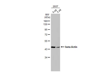 Anti-beta Actin antibody used in Western Blot (WB). GTX110564