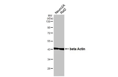 Anti-beta Actin antibody used in Western Blot (WB). GTX110564