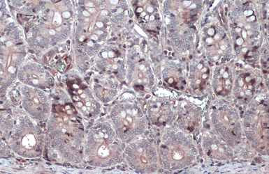 Anti-NFkB p105 antibody used in IHC (Paraffin sections) (IHC-P). GTX110585