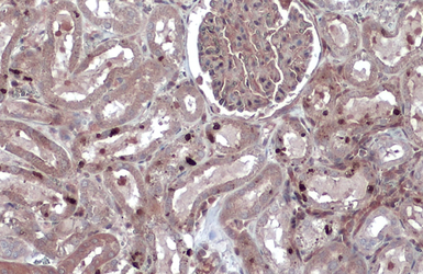 Anti-NFkB p105 antibody used in IHC (Paraffin sections) (IHC-P). GTX110585