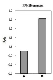 Anti-NFkB p105 antibody used in ChIP assay (ChIP assay). GTX110585