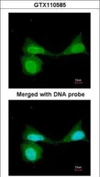 Anti-NFkB p105 antibody used in Immunocytochemistry/ Immunofluorescence (ICC/IF). GTX110585