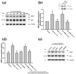 Anti-SP1 antibody used in Western Blot (WB). GTX110593