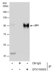 Anti-SP1 antibody used in Immunoprecipitation (IP). GTX110593