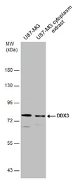 Anti-DDX3 antibody [N3C2], Internal used in Western Blot (WB). GTX110614
