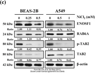 Anti-RAB6A antibody used in Western Blot (WB). GTX110646