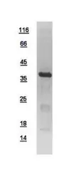Human p38 MAPK protein, His tag. GTX110720-pro
