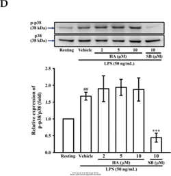 Anti-p38 MAPK antibody [N1C3-2] used in Western Blot (WB). GTX110720