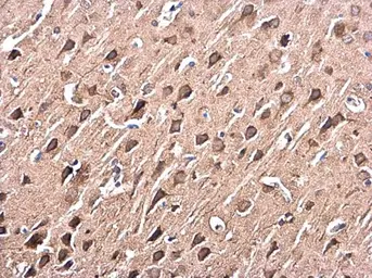 Anti-p38 MAPK antibody [N1C3-2] used in IHC (Paraffin sections) (IHC-P). GTX110720