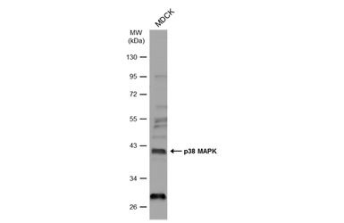 Anti-p38 MAPK antibody [N1C3-2] used in Western Blot (WB). GTX110720