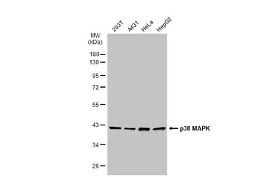 Anti-p38 MAPK antibody [N1C3-2] used in Western Blot (WB). GTX110720