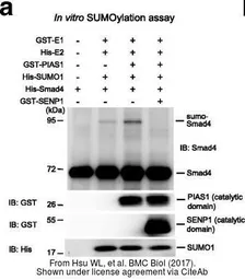 Anti-GST tag antibody used in Western Blot (WB). GTX110736