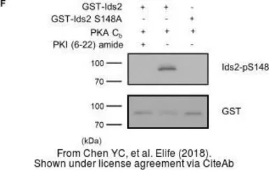 Anti-GST tag antibody used in Western Blot (WB). GTX110736