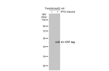 Anti-GST tag antibody used in Western Blot (WB). GTX110736