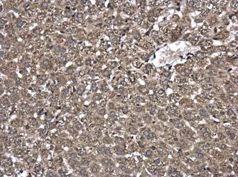 Anti-WWP1 antibody used in IHC (Paraffin sections) (IHC-P). GTX110872