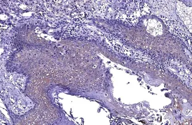 Anti-WWP1 antibody used in IHC (Paraffin sections) (IHC-P). GTX110872