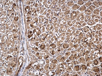 Anti-WWP1 antibody used in IHC (Paraffin sections) (IHC-P). GTX110872