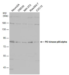 Anti-PI3 kinase p85 alpha antibody [N2C1], Internal used in Western Blot (WB). GTX111068