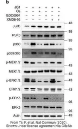 Anti-RSK3 antibody [N2C1], Internal used in Western Blot (WB). GTX111071