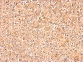 Anti-Cyclin B2 antibody used in IHC (Paraffin sections) (IHC-P). GTX111118
